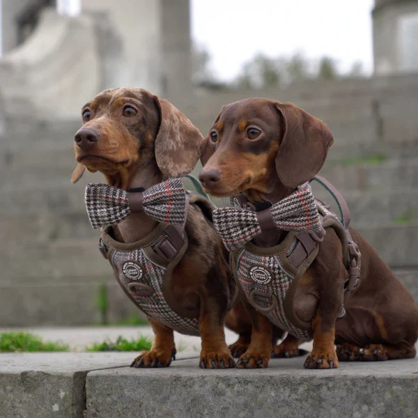 Dachshund Items
