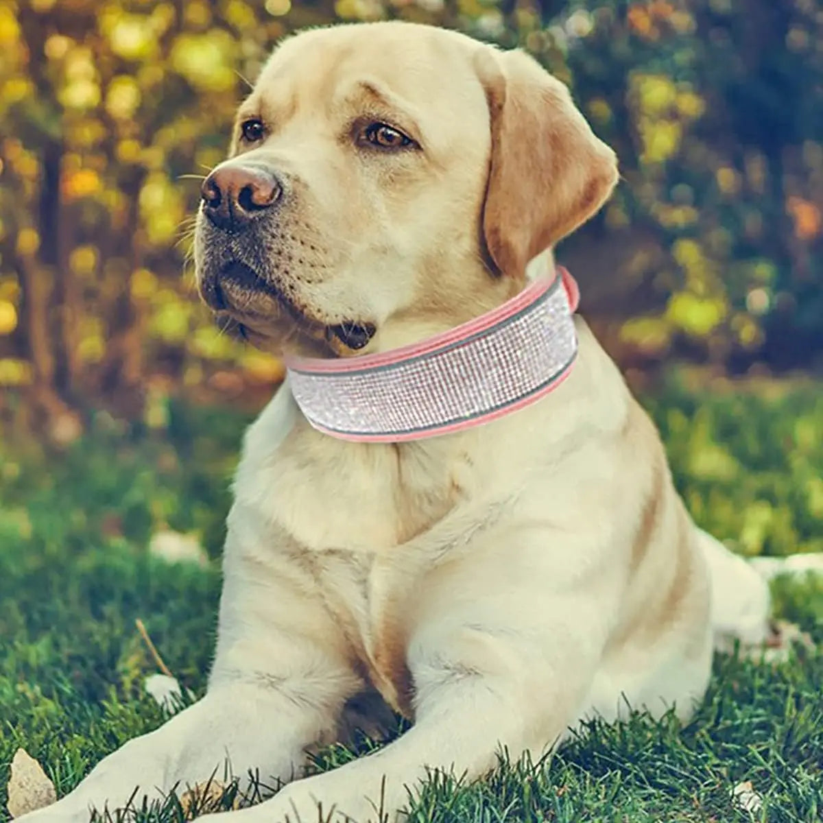 CL202-2D--adjustable suede fabric pet dog collar, rhinestone decoration.